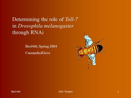 1Biol 466Toll-7 Project Determining the role of Toll-7 in Drosophila melanogaster through RNAi Biol466, Spring 2004 Cassandra Kleve.