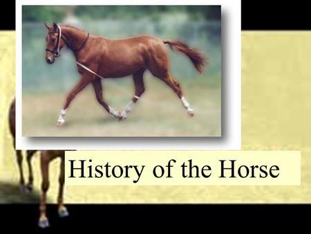 History of the Horse. Evolution of the Horse  Eohippus  Earliest ancestor to our present horse  Small primitive horse about the size of a fox  Elongated.