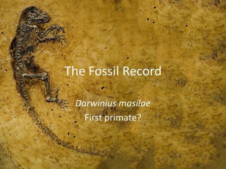 The Fossil Record Darwinius masilae First primate?