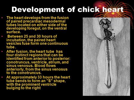 Development of chick heart The heart develops from the fusion of paired precardiac mesodermal tubes located on either side of the developing foregut, on.