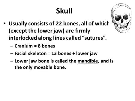 Skull Usually consists of 22 bones, all of which (except the lower jaw) are firmly interlocked along lines called “sutures”. Cranium = 8 bones Facial skeleton.