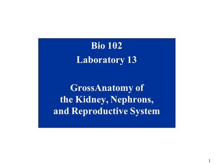 GrossAnatomy of the Kidney, Nephrons, and Reproductive System