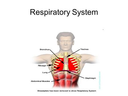 Respiratory System. Main Function Gas Exchange –To work closely with the cardiovascular system to supply the body with oxygen and to dispose of carbon.