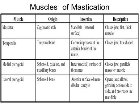 Muscles of Mastication. Muscle of Mastication Lateral Pterygoid Medial Pterygoid.