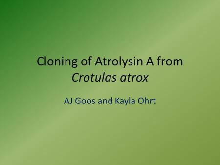 Cloning of Atrolysin A from Crotulas atrox AJ Goos and Kayla Ohrt.