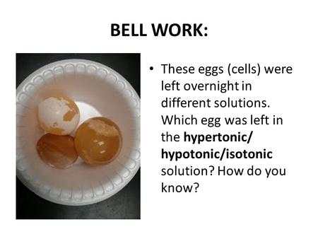 BELL WORK: These eggs (cells) were left overnight in different solutions. Which egg was left in the hypertonic/ hypotonic/isotonic solution? How do you.