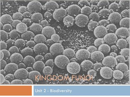 Kingdom Fungi Unit 2 - Biodiversity.