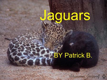 Jaguars BY Patrick B. Description Has shorter legs then other big cats Most jaguars have yellow fur with black rings and spots Grows 4 to 6 long Tail.