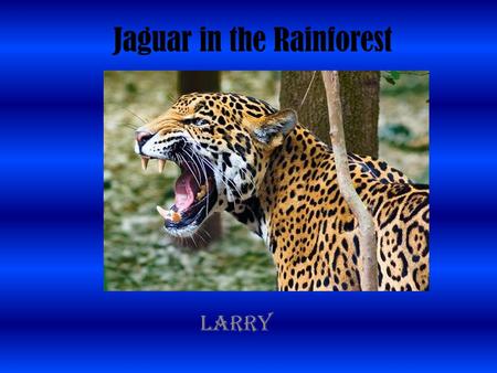 Jaguar in the Rainforest Larry. Introduction Rainforest are important. Rainforest are located near the equator. Rainforest have heat and rain. They are.