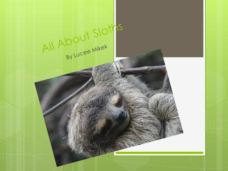 All About Sloths By Lucee Mikek. Why I picked It  I picked sloths because they are so cute and adorable.