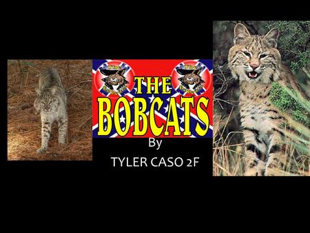 By TYLER CASO 2F Looks like A bobcat looks like tufted ears, a spotted coat, and a shout black tipped tail. Bobcats make long scratch marks. Bobcats.