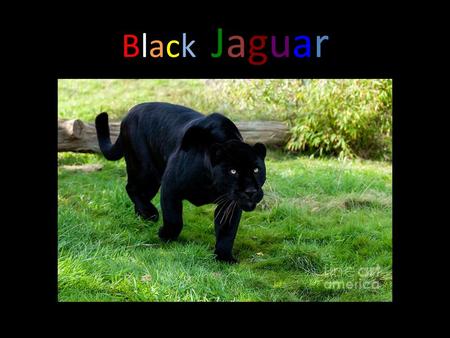 BlackJaguarBlackJaguar Do you know anything about black jaguar? Well I do and let me tell you a few facts about them!
