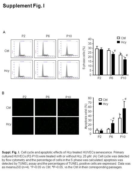 P2P6P10 Hcy Ctrl P2P6 P10 Ctrl Hcy Supplement Fig. I A B Suppl. Fig. I. Cell cycle and apoptotic effects of Hcy treated HUVECs senescence. Primary cultured.