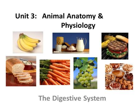 Unit 3: Animal Anatomy & Physiology The Digestive System.