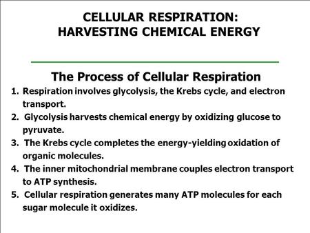 CELLULAR RESPIRATION: HARVESTING CHEMICAL ENERGY The Process of Cellular Respiration 1.Respiration involves glycolysis, the Krebs cycle, and electron transport.