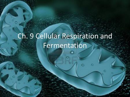 Ch. 9 Cellular Respiration and Fermentation. Catabolic pathways yield energy by oxidizing organic fuels Cells break down glucose and other organic fuels.