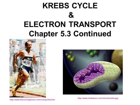 KREBS CYCLE & ELECTRON TRANSPORT Chapter 5.3 Continued