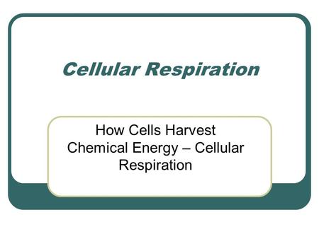Cellular Respiration How Cells Harvest Chemical Energy – Cellular Respiration.