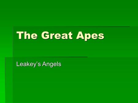 The Great Apes Leakey’s Angels. Louis Seymour Bazett Leakey (1903-1972) Louis Seymour Bazett Leakey (1903-1972)  British / Kenyan archaeologist and anthropologist.
