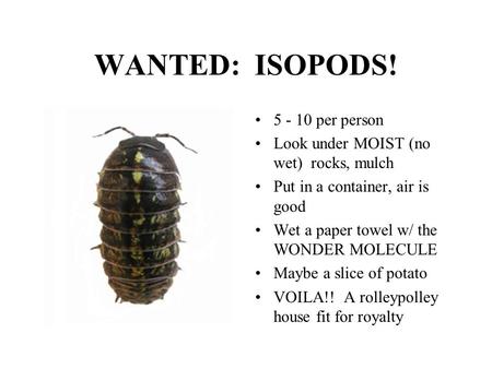 WANTED: ISOPODS! 5 - 10 per person Look under MOIST (no wet) rocks, mulch Put in a container, air is good Wet a paper towel w/ the WONDER MOLECULE Maybe.