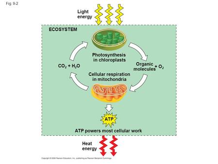 Fig. 9-2 Light energy ECOSYSTEM Photosynthesis in chloroplasts CO 2 + H 2 O Cellular respiration in mitochondria Organic molecules + O 2 ATP powers most.
