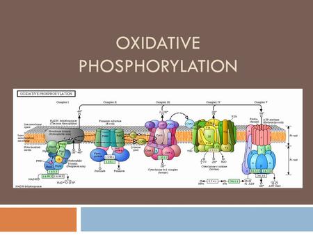 OXIDATIVE PHOSPHORYLATION. Oxidative Phosphorylation  The process in which ATP is formed as a result of the transfer of electrons from NADH or FADH 2.