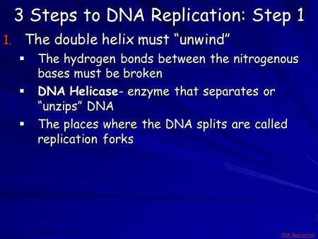 3 Steps to DNA Replication: Step 1 1. The double helix must “unwind”  The hydrogen bonds between the nitrogenous bases must be broken  DNA Helicase-