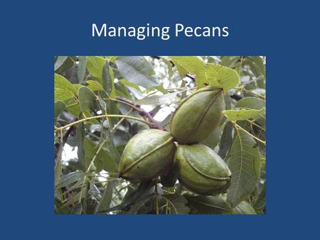 Managing Pecans. Spraying Timing Of Sprays Spray for scab and other diseases with fungicides regularly 100 gallons per acre water Airplane and Spraying.
