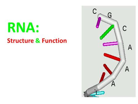 RNA: Structure & Function. What is RNA? RNA is a nucleic acid called Ribonucleic Acid Functions of RNA:  RNA transfers genetic information from the nucleus.