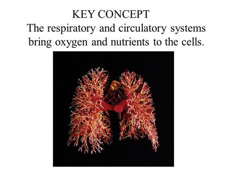 KEY CONCEPT The respiratory and circulatory systems bring oxygen and nutrients to the cells.