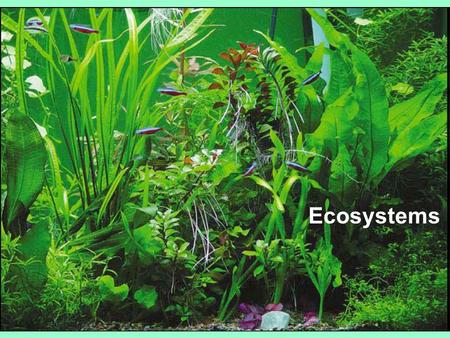 Ecosystems Ecosystem:  All the organisms in a community plus abiotic factors  ecosystems are transformers of energy& processors of matter.  Ecosystems.