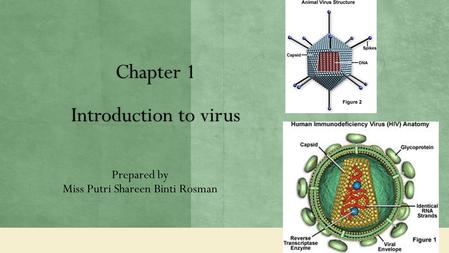 Chapter 1 Introduction to virus