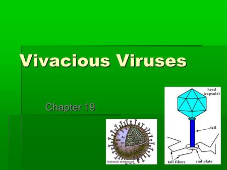 Vivacious Viruses Chapter 19. I. Virus A.Characteristics 1.Smaller than a ribosome 2.Can form into regular crystals (cells won’t do this) 3.Made of Nucleic.