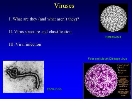 Viruses I. What are they (and what aren’t they)? II. Virus structure and classification III. Viral infection Herpesvirus Foot and Mouth Disease virus Ebola.