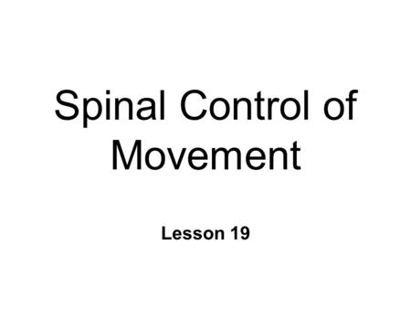 Spinal Control of Movement Lesson 19. Anatomy n Ventral Spinal Cord l Topographic organization n Alpha motor neurons n Spinal interneurons n Striate muscle.