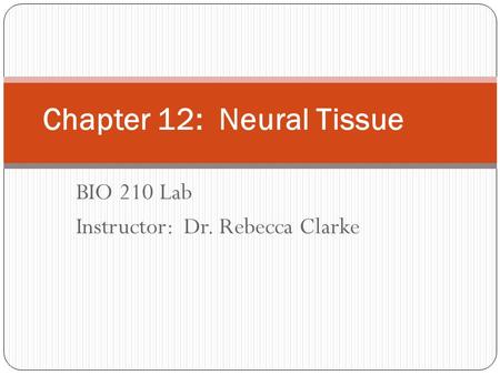 BIO 210 Lab Instructor: Dr. Rebecca Clarke Chapter 12: Neural Tissue.
