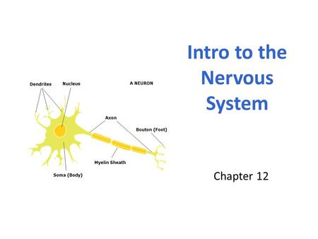 Chapter 12 Intro to the Nervous System. The Nervous System The most complex system Coordinates activities of all body systems Two divisions: The Central.