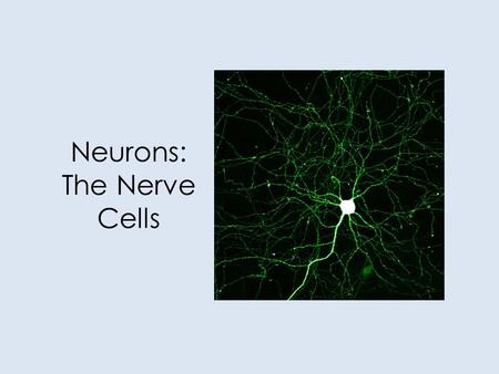 Neurons: The Nerve Cells. Our Goals Today Identify and give functions for each of the following: dendrite, cell body, axon, axoplasm, and axomembrane.