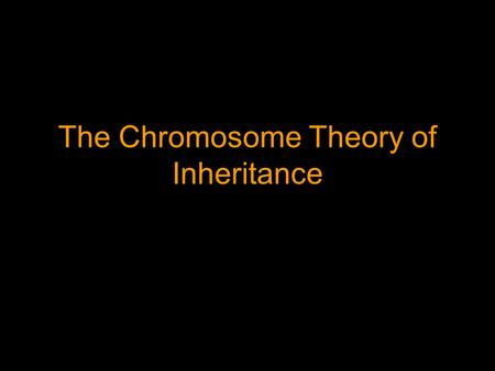 The Chromosome Theory of Inheritance. Thomas Morgan & Fruit Flies Thomas Morgan was one of the early geneticist, who after Mendel’s work was rediscovered.