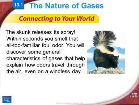 © Copyright Pearson Prentice Hall Slide 1 of 29 The Nature of Gases The skunk releases its spray! Within seconds you smell that all-too-familiar foul odor.