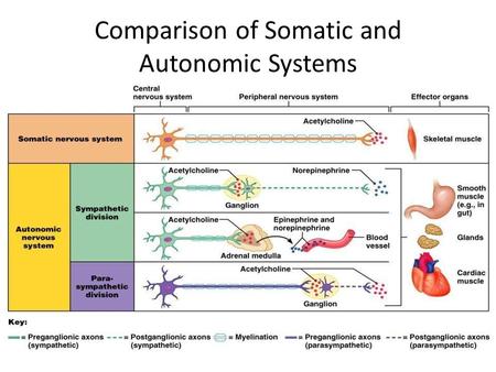 Comparison of Somatic and Autonomic Systems. Divisions of the ANS ANS divisions: – mobilizes the body during _ – performs ___________________________________________.