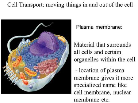 Cell Transport: moving things in and out of the cell Material that surrounds all cells and certain organelles within the cell - location of plasma membrane.