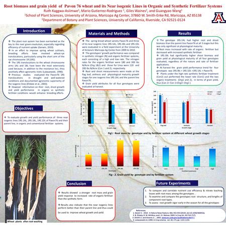 Root biomass and grain yield of Pavon 76 wheat and its Near isogenic Lines in Organic and Synthetic Fertilizer Systems Ruth Kaggwa-Asiimwe 1, Mario Gutierrez-Rodriguez.