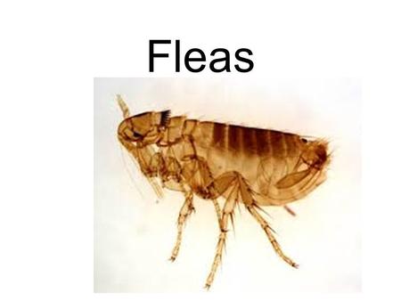 Fleas. Buggin with Ruud: FleasRuud How Fleas Work Fleas Jump.