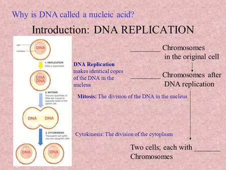 Introduction: DNA REPLICATION ________ Chromosomes in the original cell ________ Chromosomes after DNA replication Two cells; each with _______ Chromosomes.