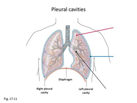 Pleural cavities Fig. 17-11 Diaphragm Right pleural cavity Left pleural cavity.