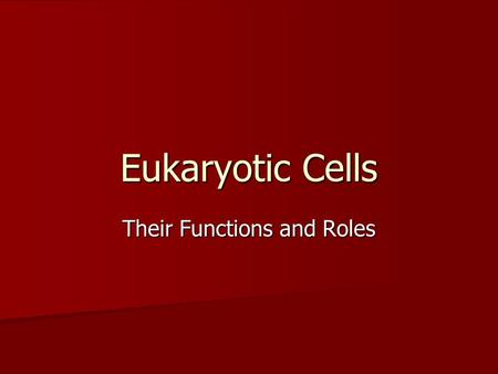 Eukaryotic Cells Their Functions and Roles. What is a Eukaryotic Cell? Eukaryotic cells are found in many places. Eukaryotic cells are found in many places.