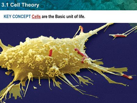 3.1 Cell Theory KEY CONCEPT Cells are the Basic unit of life.