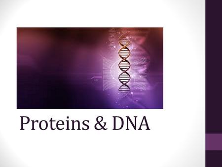 Proteins & DNA. Amino Acids: the building blocks of Proteins.