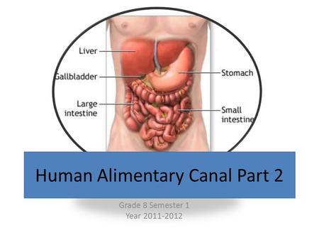 Human Alimentary Canal Part 2 Grade 8 Semester 1 Year 2011-2012.